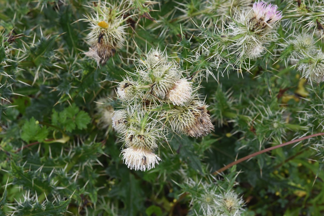 Изображение особи Cirsium echinus.