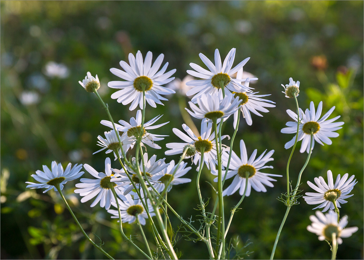 Изображение особи Tripleurospermum inodorum.