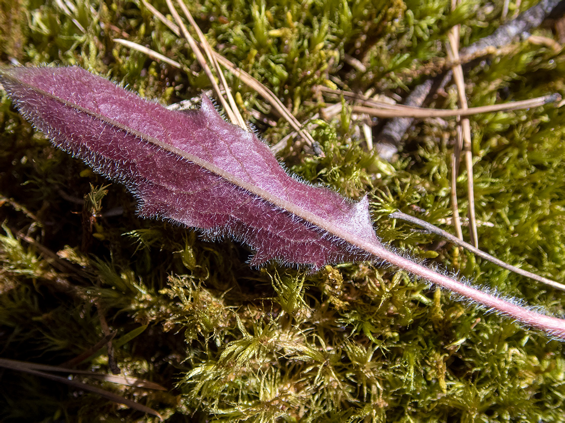 Image of genus Hieracium specimen.