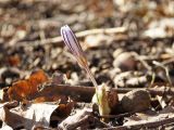 Crocus reticulatus. Зацветающее растение. ДНР, г. Донецк, Кировский р-н, балка Бирючья, левый склон, опушка лиственного лесного насаждения. 06.03.2023.