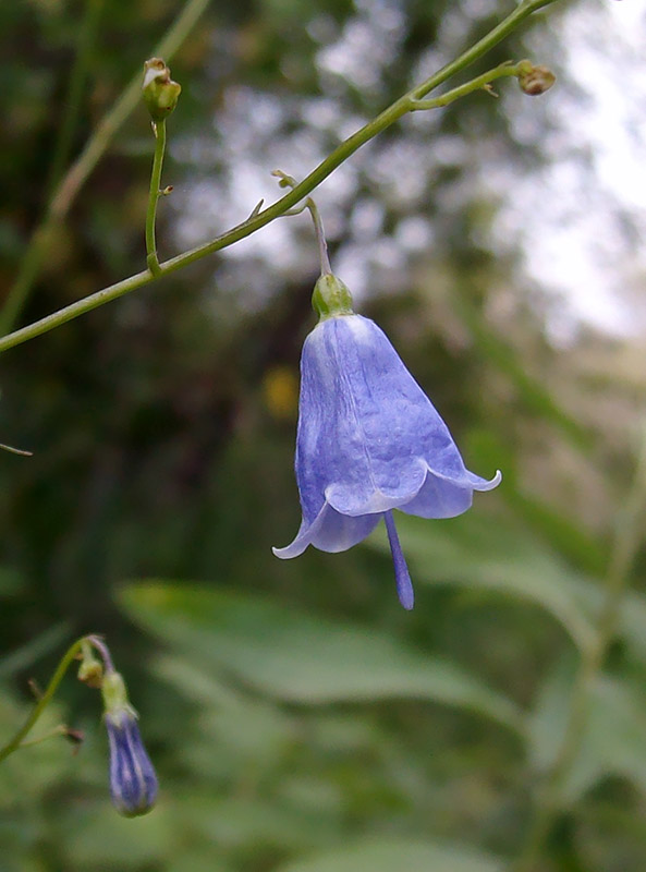 Изображение особи Adenophora liliifolia.