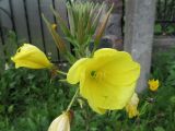 Oenothera glazioviana