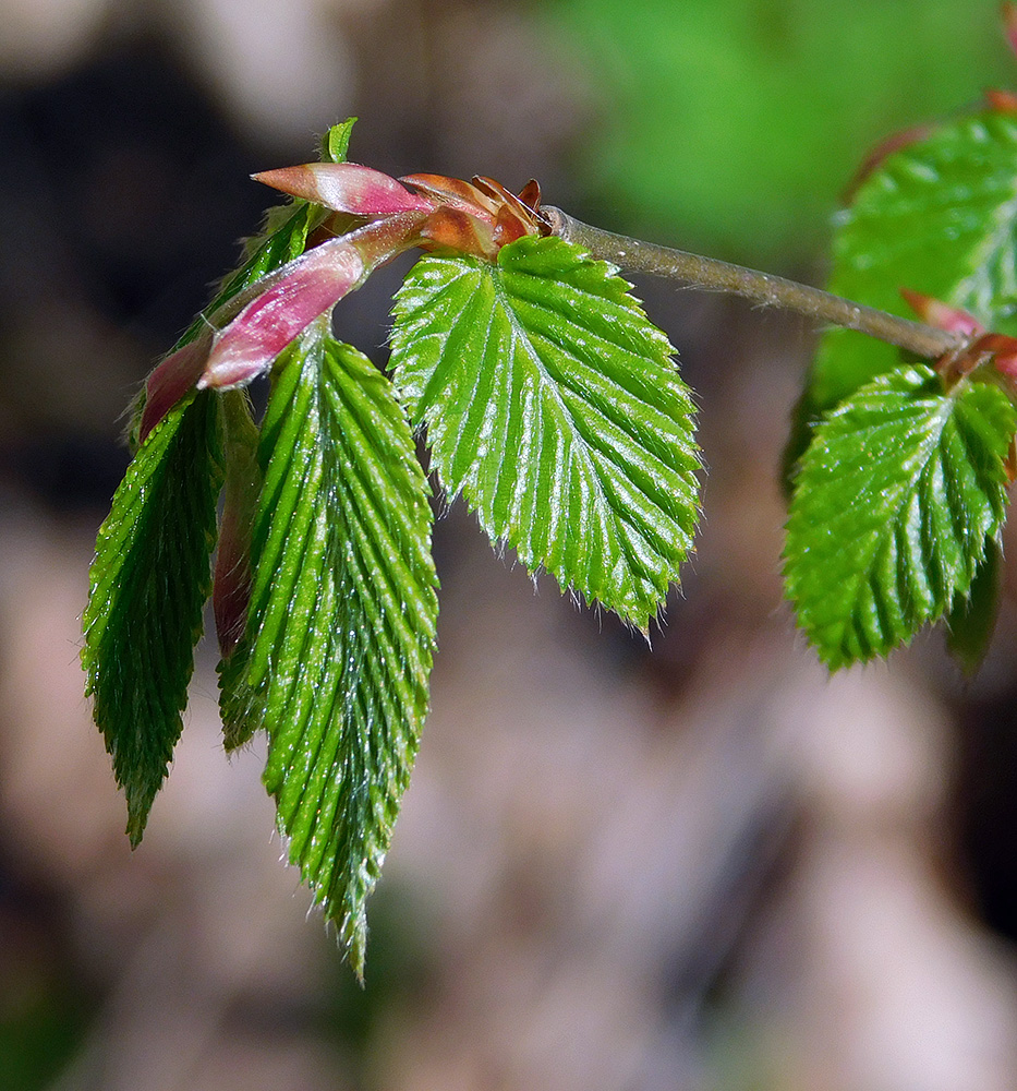 Изображение особи Carpinus betulus.