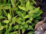 Polygonatum humile