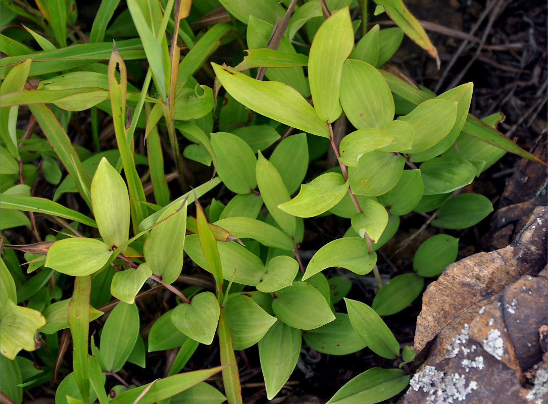 Изображение особи Polygonatum humile.