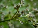 Scirpus sylvaticus