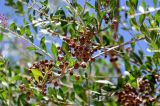 Lawsonia inermis. Верхушка ветви с соплодием. Египет, мухафаза Асуан, о-в Агилика, в культуре. 03.05.2023.