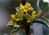 Elaeagnus commutata. Верхушка побега с бутонами и цветками. Московская обл., Раменский р-н, окр. дер. Хрипань, садовый участок. 26.05.2023.