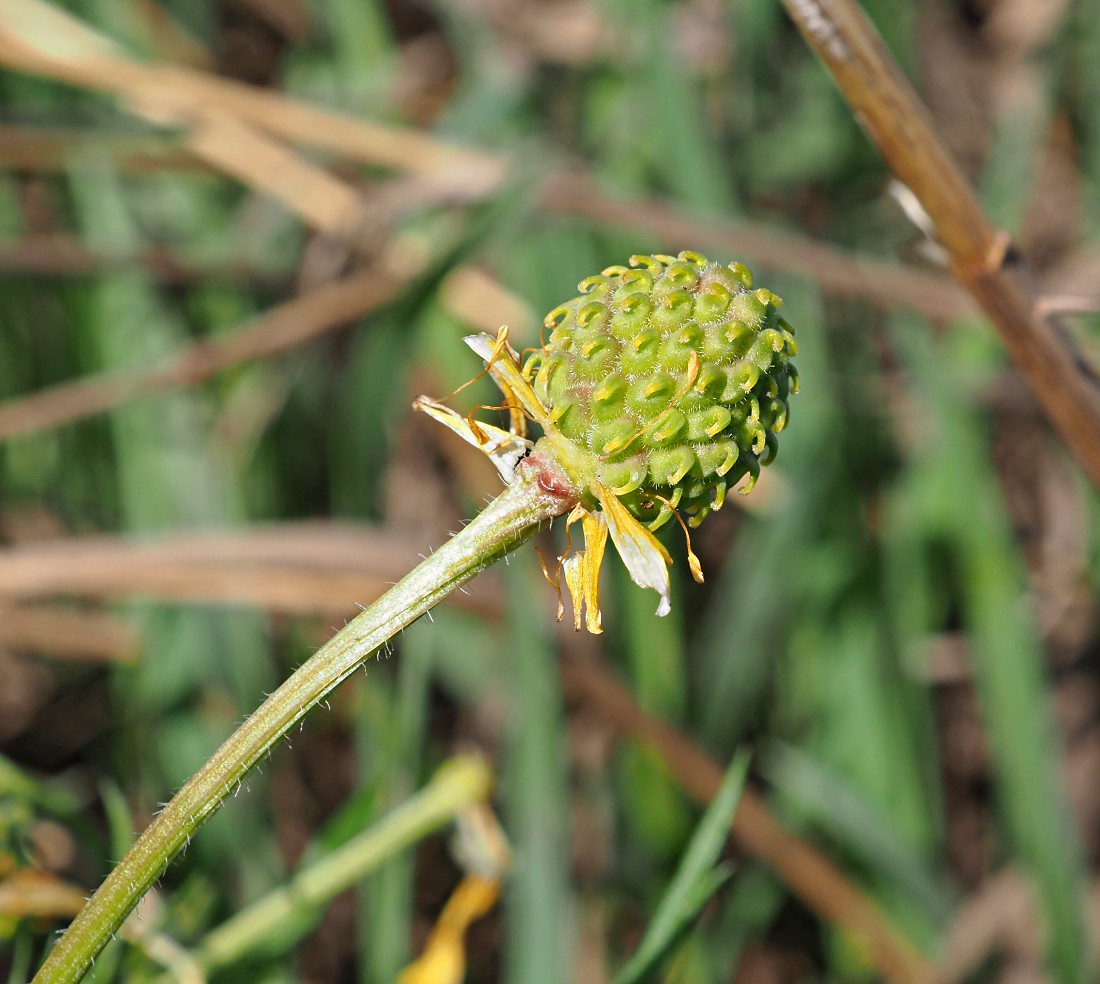 Image of Adonis volgensis specimen.