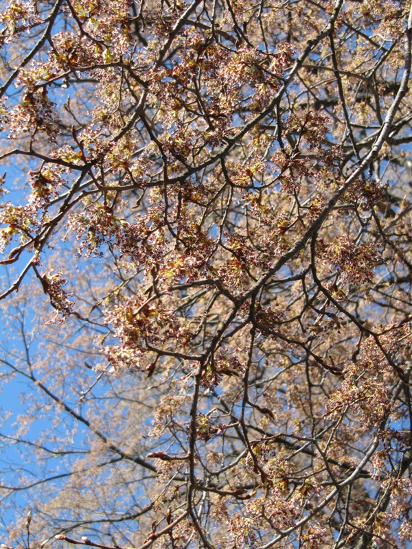 Изображение особи Ulmus laevis.