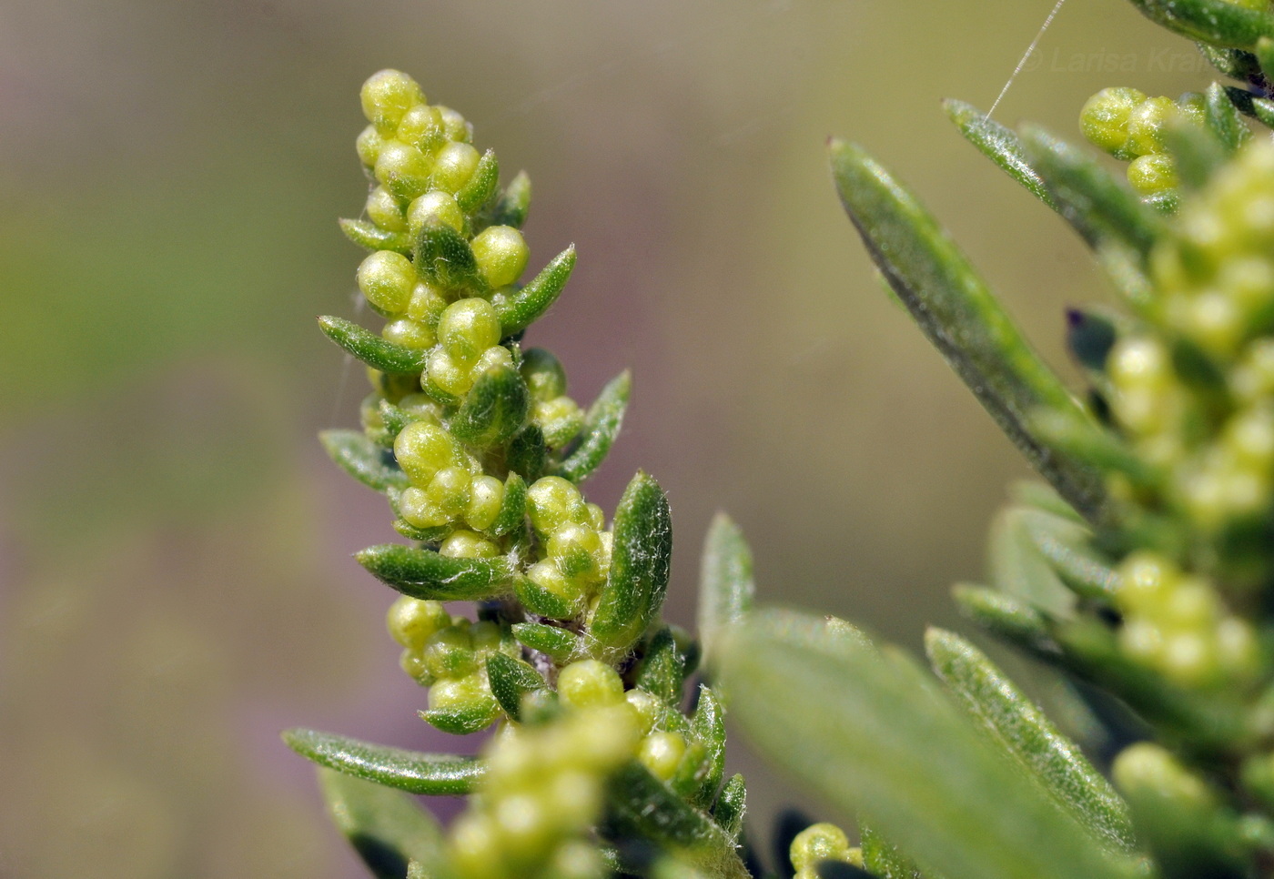 Image of Artemisia japonica specimen.