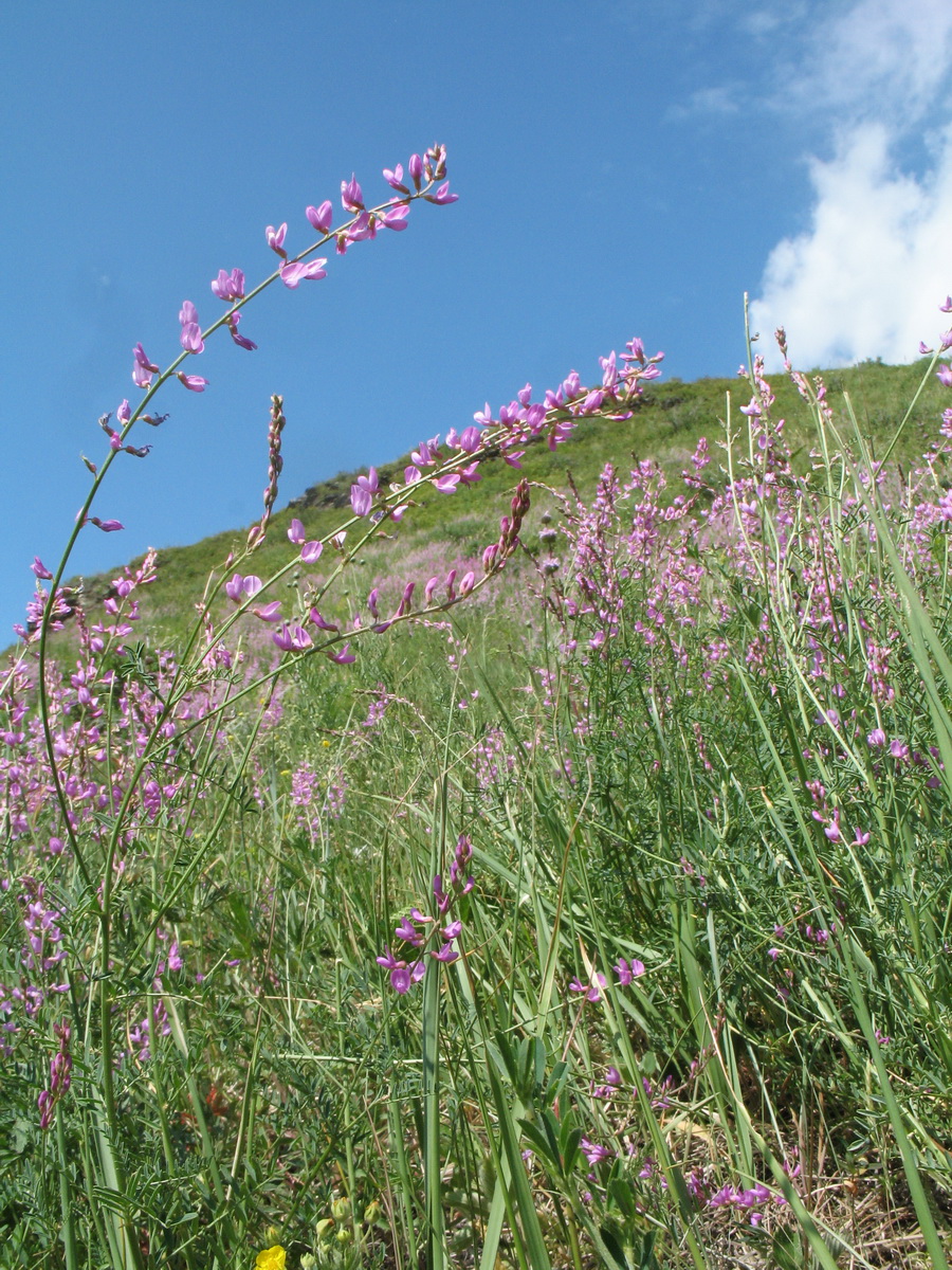 Изображение особи Astragalus macropterus.