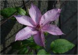 Clematis &times; jackmanii