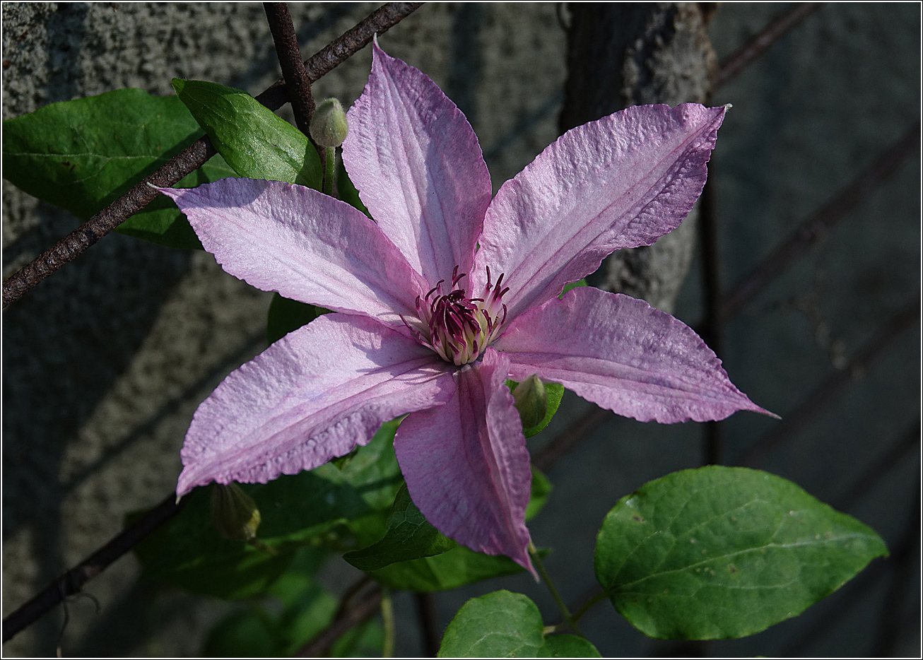 Изображение особи Clematis &times; jackmanii.