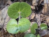 Asarum europaeum. Листья. Пермский край, г. Пермь, Дзержинский р-н, м-н Акуловский, смешанный лес. 13.05.2023.