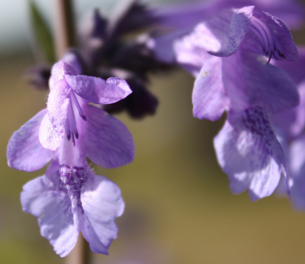 Image of Nepeta sibirica specimen.