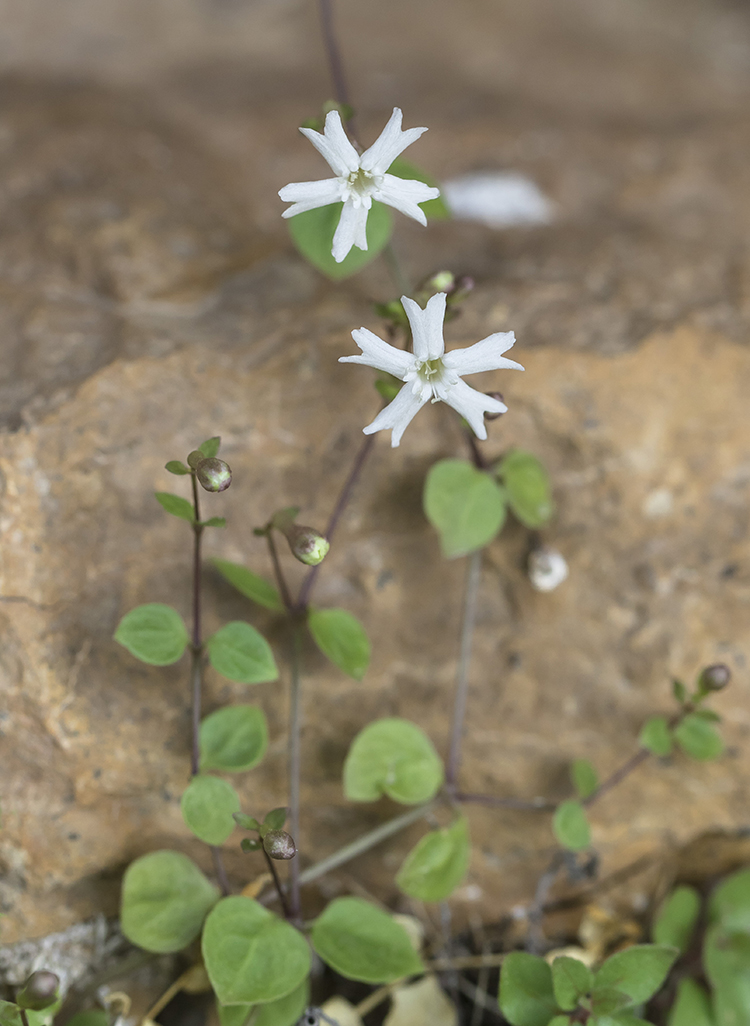 Image of Petrocoma hoefftiana specimen.