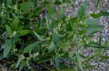 Atriplex subcordata