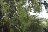 Juniperus oblonga. Ветвь. Чечня, Шаройский р-н, бассейн р. Цесиахк, нижняя часть долины левого притока, правый берег. 10 августа 2023 г.