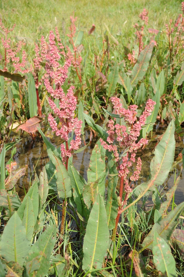 Image of Rumex aquaticus specimen.