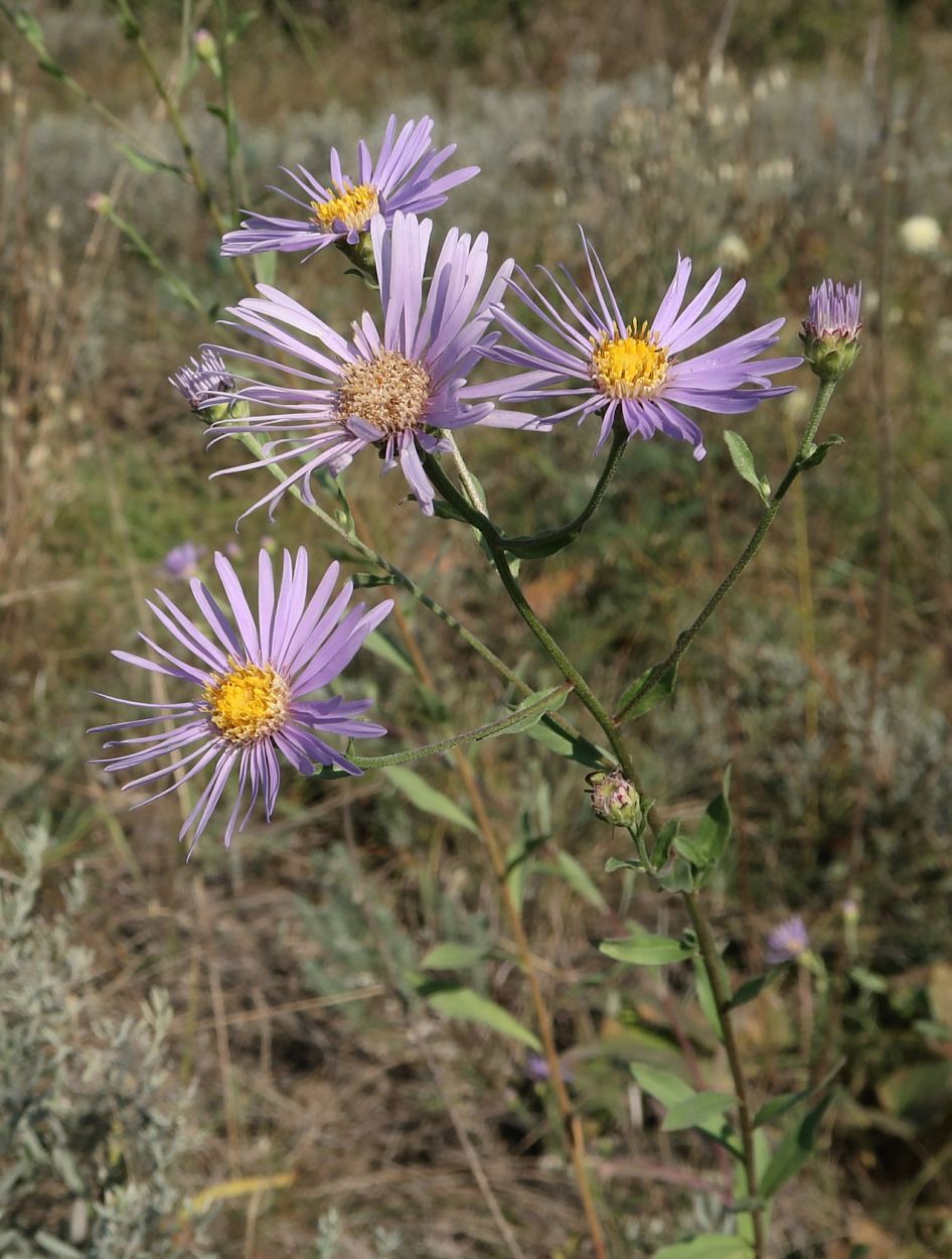 Изображение особи Aster bessarabicus.