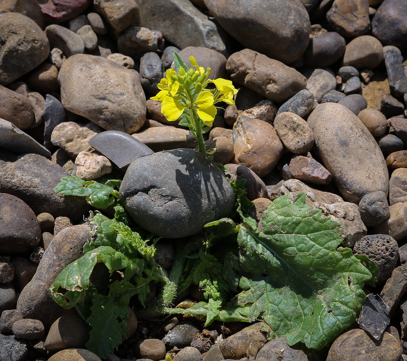 Image of Sinapis arvensis specimen.