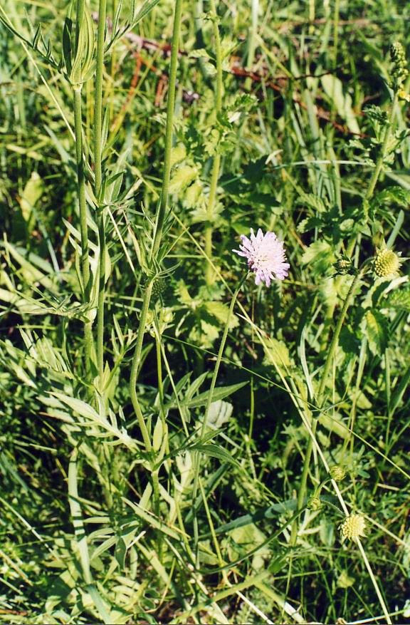 Image of Knautia arvensis specimen.