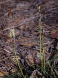 Carex ericetorum