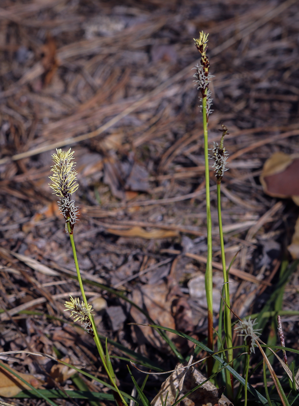 Изображение особи Carex ericetorum.