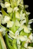 Dactylorhiza ochroleuca. Часть соцветия. Республика Башкортостан, Дуванский р-н, окр. с. Озеро, восточный участок Озерского болота. 26 июня 2023 г.