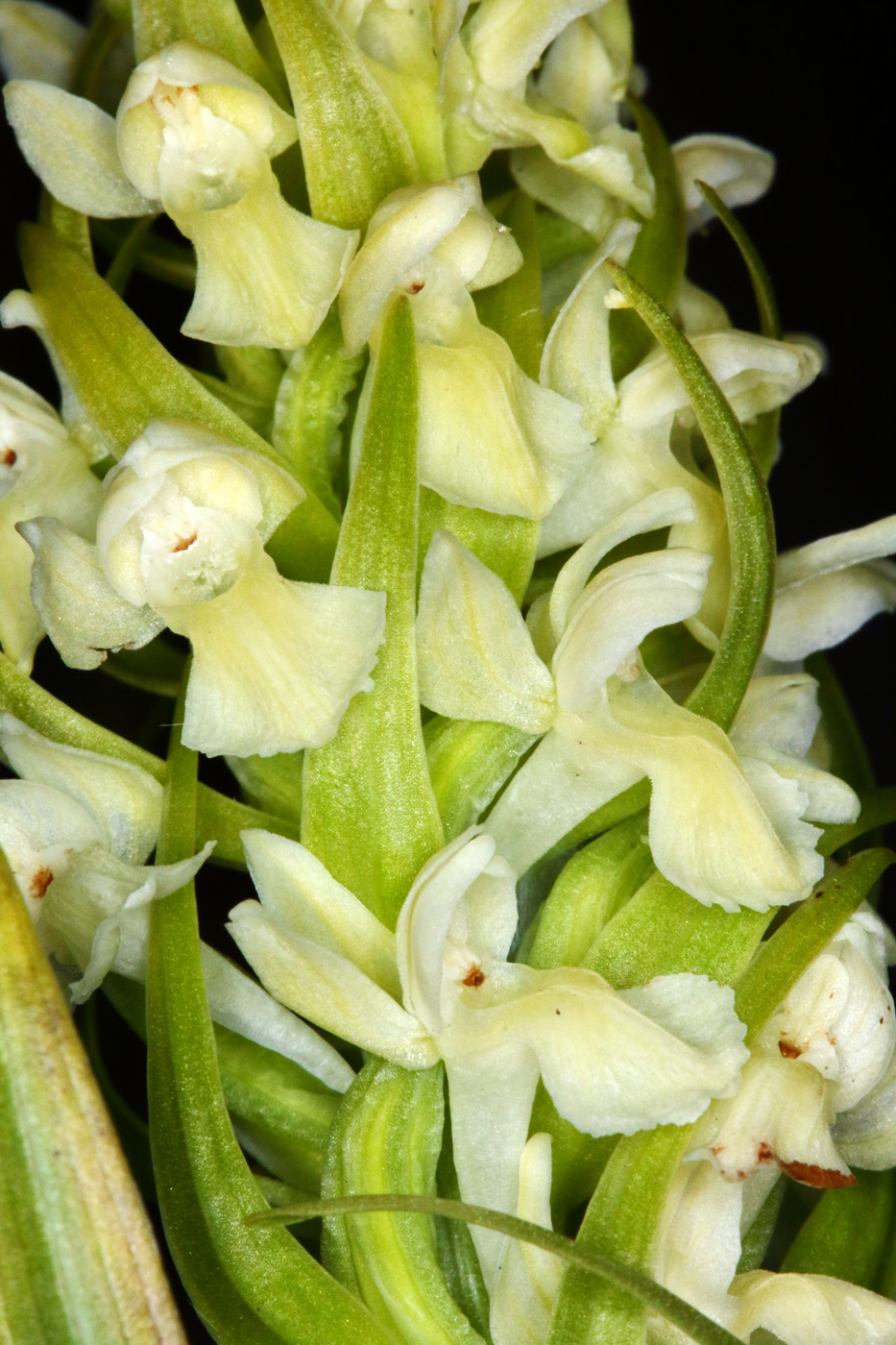 Изображение особи Dactylorhiza ochroleuca.