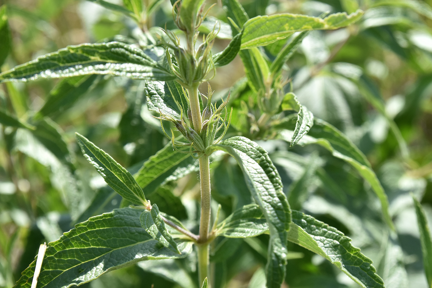 Image of Phlomis pungens specimen.