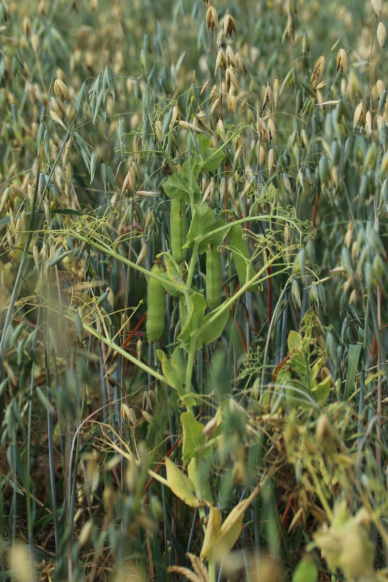 Image of Pisum sativum specimen.