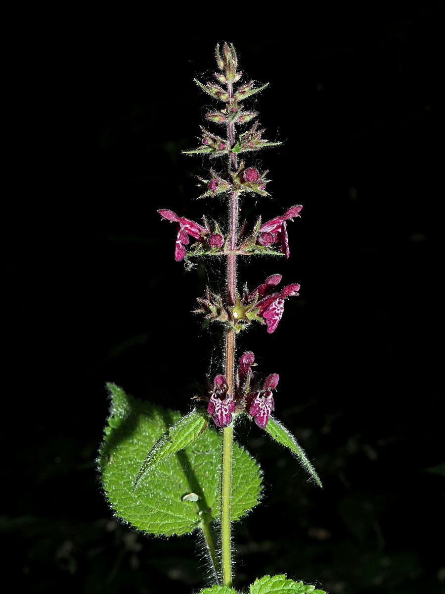 Image of Stachys sylvatica specimen.