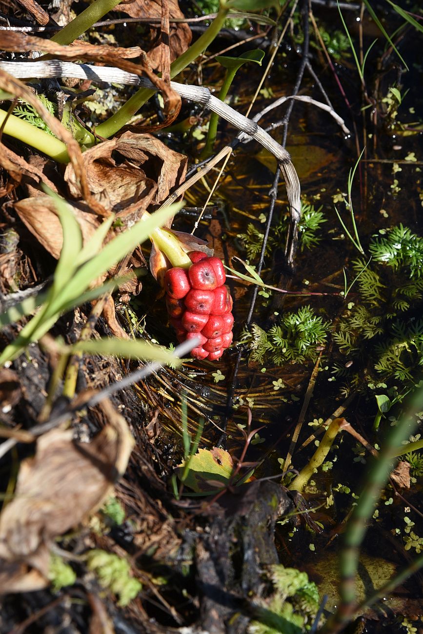 Image of Calla palustris specimen.