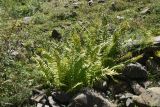 genus Dryopteris. Спороносящие растения. Чечня, Шаройский р-н, окр. ур. Хилиди, на камнях в старом русле ручья, выс. 1850 м н.у.м. 23 августа 2023 г.