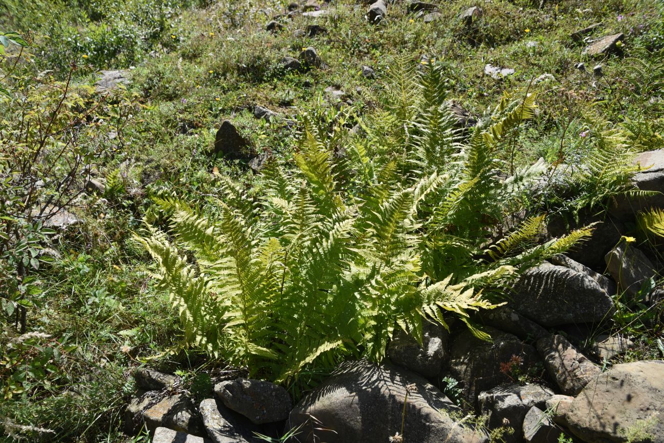 Изображение особи род Dryopteris.