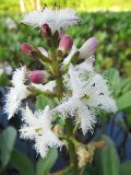 Menyanthes trifoliata. Соцветие. Коми, окр. г. Сыктывкар, долина р. Вычегда, Алёшино, заболоченная старица. 15.06.2010.