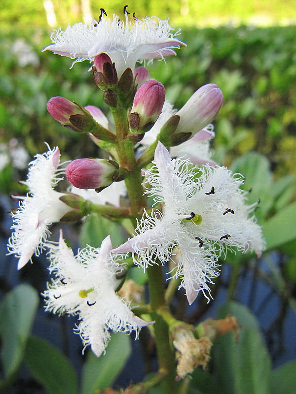 Image of Menyanthes trifoliata specimen.
