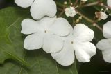 Viburnum opulus