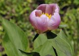 Paeonia lactiflora