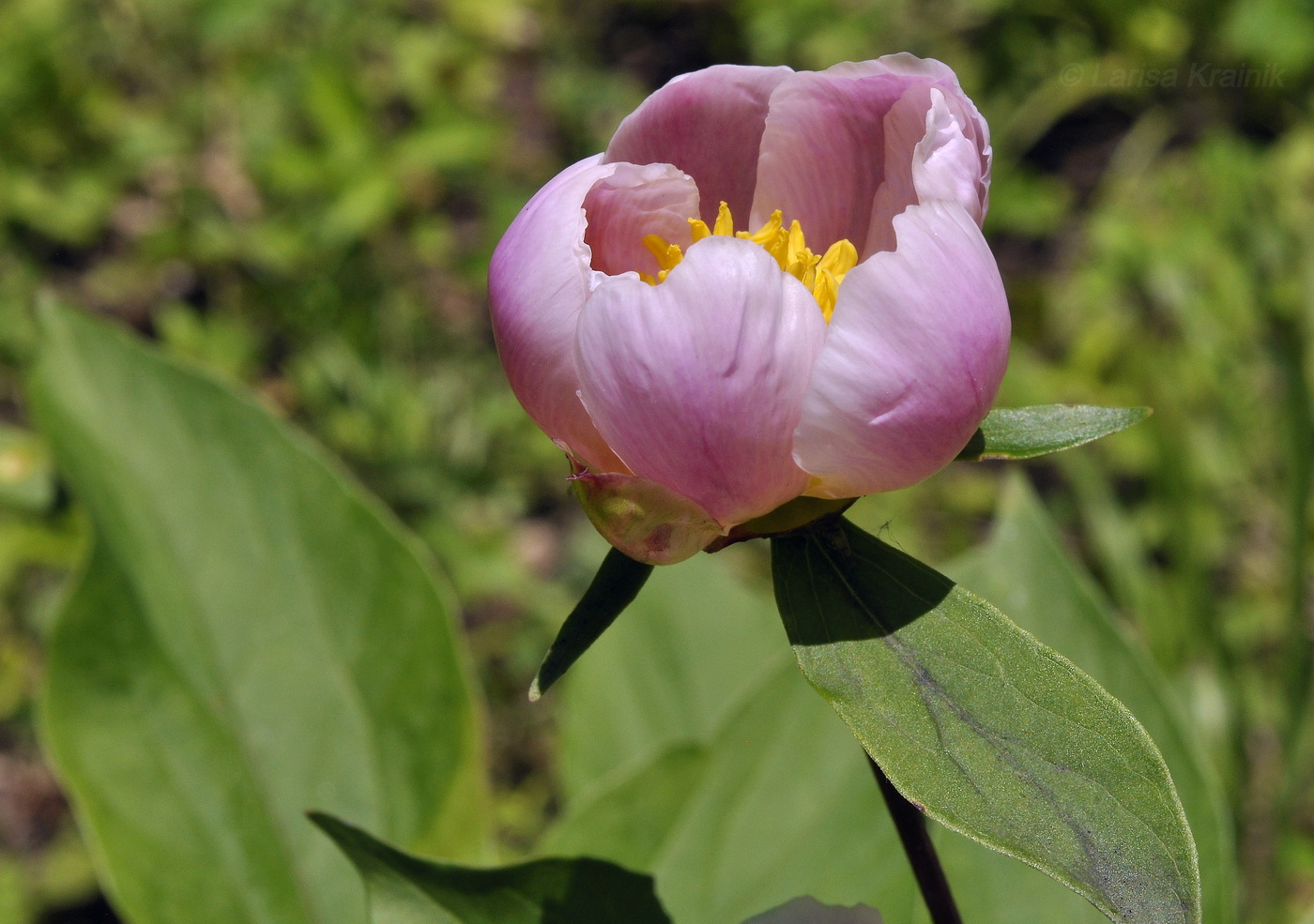Изображение особи Paeonia lactiflora.