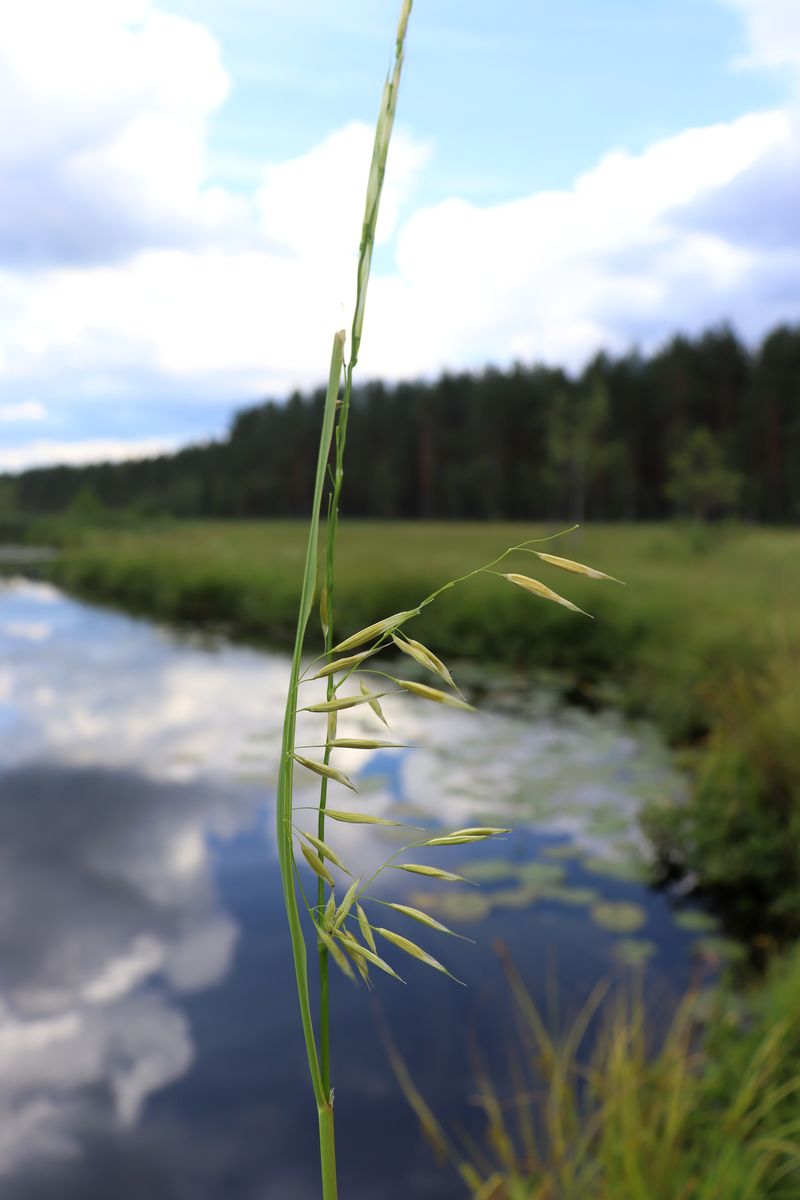 Image of Zizania aquatica ssp. angustifolia specimen.