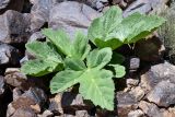 Tetrataenium olgae