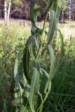 Chamaenerion angustifolium. Средняя часть побега. Московская обл., окр. г. Чехов, разнотравная поляна в берёзовом лесу. 17.07.2010.