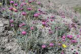 genus Astragalus. Цветущее растение. Таджикистан, Горно-Бадахшанская автономная обл., Ишкашимский р-н, Шахдаринский хр., дол. р. Памир, выс. ≈ 3800 м н.у.м., сухой каменистый склон. 3 июля 2024 г.