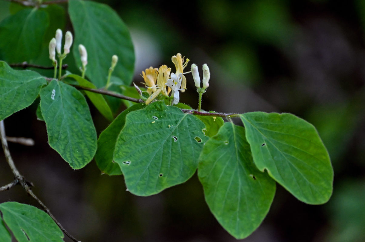 Image of Lonicera xylosteum specimen.