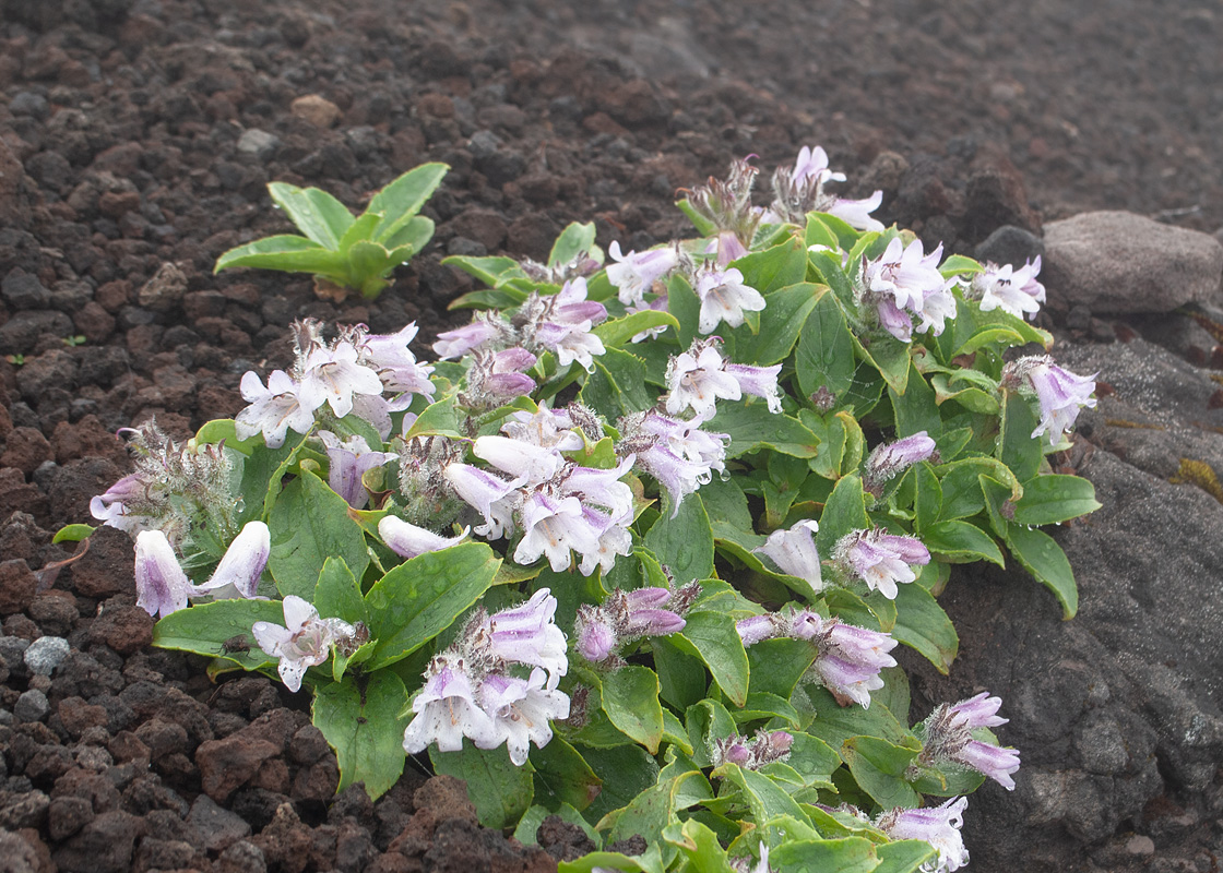 Изображение особи Pennellianthus frutescens.