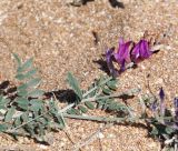 Astragalus varius