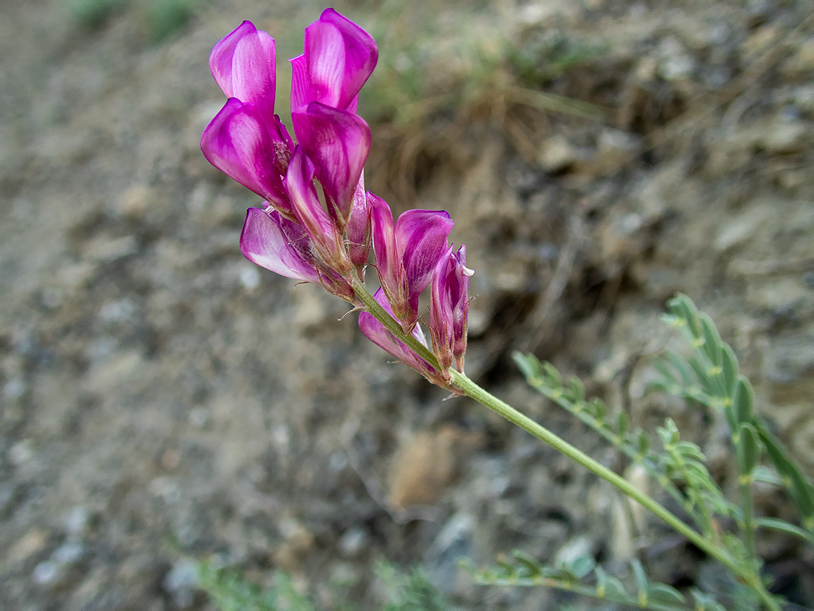 Image of Hedysarum tauricum specimen.